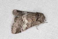 Drymonia querna