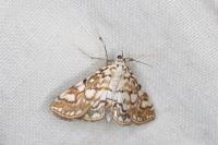 Elophila nymphaeata