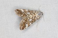 Elophila nymphaeata