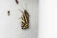 Emmelia trabealis