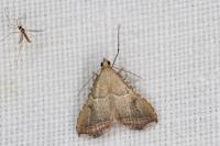 Endotricha flammealis