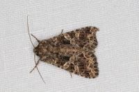 Hadena bicruris