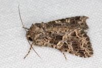 Hadena bicruris