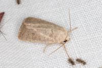 Hoplodrina ambigua