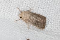 Hoplodrina ambigua