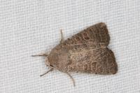Hoplodrina ambigua
