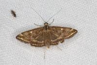 Loxostege sticticalis