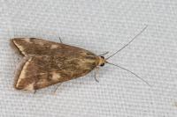 Loxostege sticticalis