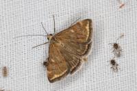 Loxostege sticticalis