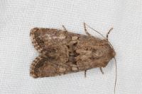 Luperina testacea