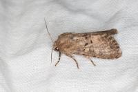 Luperina testacea