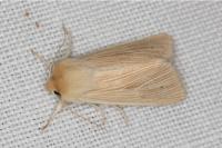 Mythimna pallens