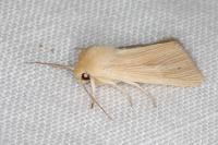 Mythimna pallens