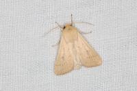 Mythimna vitellina