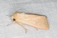 Mythimna vitellina