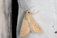 Mythimna vitellina