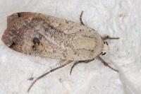 Noctua pronuba