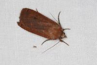 Noctua pronuba