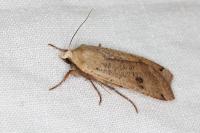 Noctua pronuba