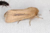 Sesamia nonagrioides