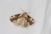 Thyatira batis