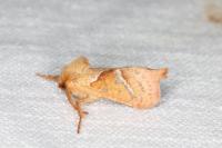 Triodia sylvina