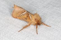 Triodia sylvina