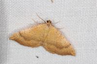 Camptogramma bilineata
