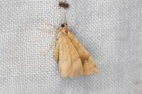 Camptogramma bilineata