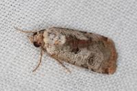 Epilecta linogrisea