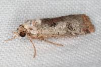 Epilecta linogrisea