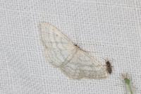Idaea subsericeata