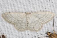 Idaea subsericeata