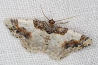 Ligdia adustata