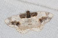 Ligdia adustata