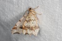 Macaria alternata