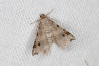 Macaria alternata