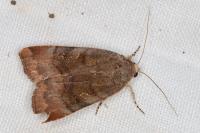 Noctua janthe/janthina