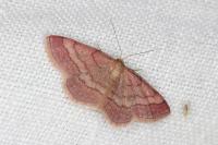 Scopula rubiginata
