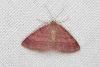 Scopula rubiginata