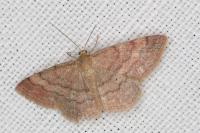 Scopula rubiginata