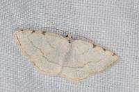 Stegania trimaculata