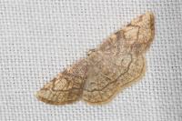 Stegania trimaculata