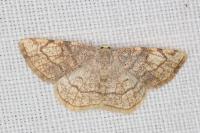 Stegania trimaculata