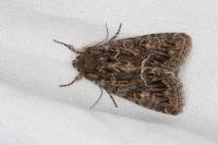 Thalpophila matura