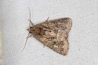 Thalpophila matura