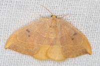 Watsonalla binaria