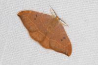 Watsonalla binaria