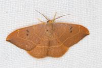 Watsonalla binaria