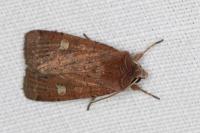 Xestia xanthographa